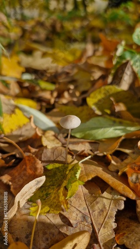 Macro photo of a milking bonnet mushroom among brown and yellow autumn leaves in Sofiyivka Park, Uman, Ukraine. Vertical mobile photo.