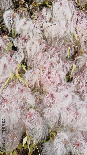 Macro photo of Clematis seed heads with white fluffy texture and pink centers in Sofiyivka Park, Uman, Ukraine. Vertical mobile photo.