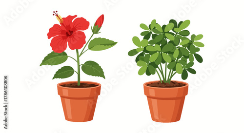 Potted Plants Illustration – Hibiscus Flower and Green Leaf Plant in Clay Pots