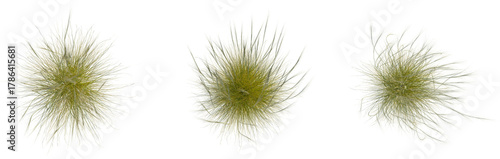 Foto Stipa capillata tree plan, top view, cutout, transparent, isolate, Stunning dry