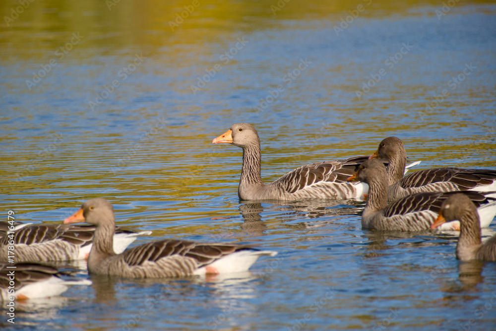 Fototapeta premium Greylag Geese gliding peacefully across calm blue water in soft sunlight