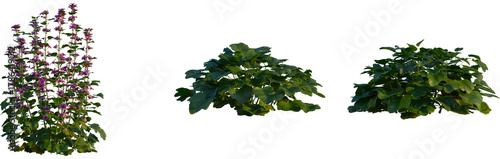 Fotografie Malva sylvestris tree, cutout, front view, isolate, transparent, Tall flowering