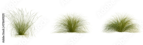 Stipa capillata tree, cutout, front view, isolate, transparent, Lush green ornamental grass clumps for natural landscape design projects