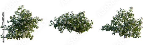 Fotografía Viburnum tinus tree, cutout, front view, isolate, transparent, Lush blooming shr