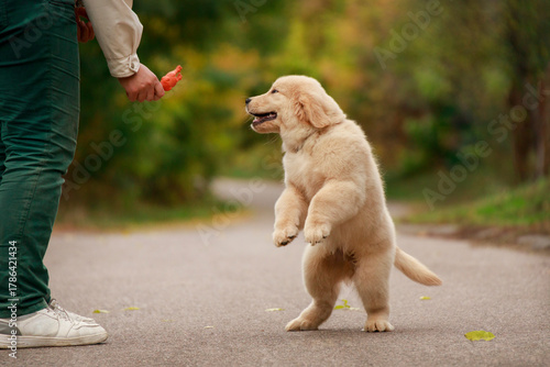 Playful golden retriever puppy stands on its hind legs reaching for a toy in the owners hand. The image captures a joyful training moment full of trust and connection between dog and human.