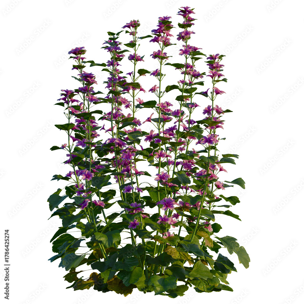 Fototapeta premium Malva sylvestris tree, front view, cutout, transparent, isolate, Vibrant purple mallow flowers bloom tall with lush green leaves