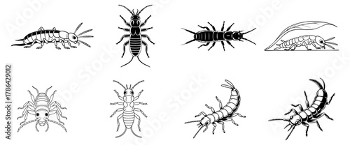 earwig illustration set with top-down, side-view symbols, drawing and silhouette vector collection 