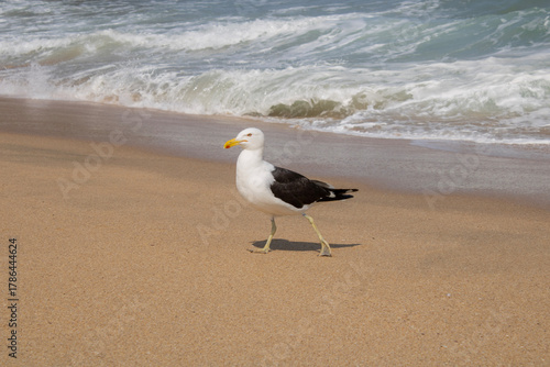 A gaivota caminhando na praia