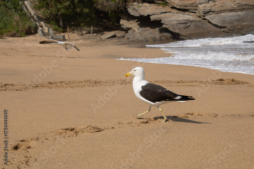 Gaivota na praia em um dia tranquilo de verão