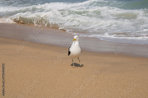 Caminhando pela praia