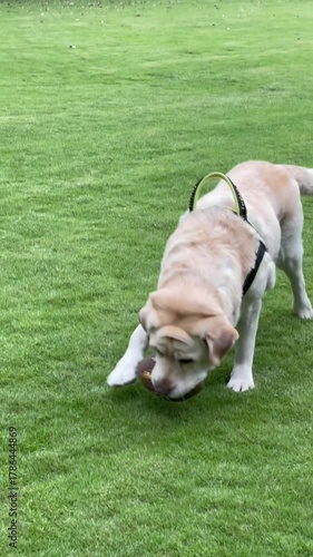Playful Labrador retriever running across a green grassy field chasing a ball, enjoying an active outdoor game in a natural park setting.