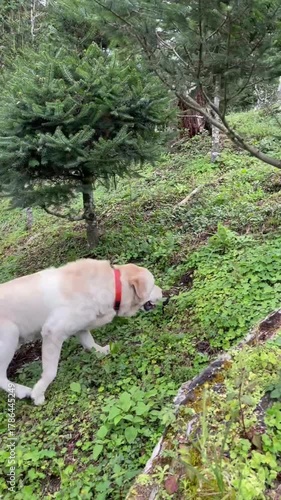 Playful Labrador retriever walking through green forest searching for a perfect Christmas tree among firs and grass.