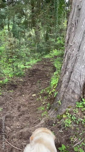 Playful Labrador retriever walking through green forest searching for a perfect Christmas tree among firs and grass.