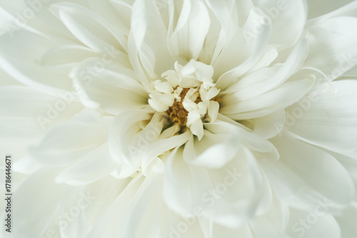 Detailed macro shot of a blooming white chrysanthemum. Elegant floral background symbolizing purity and care