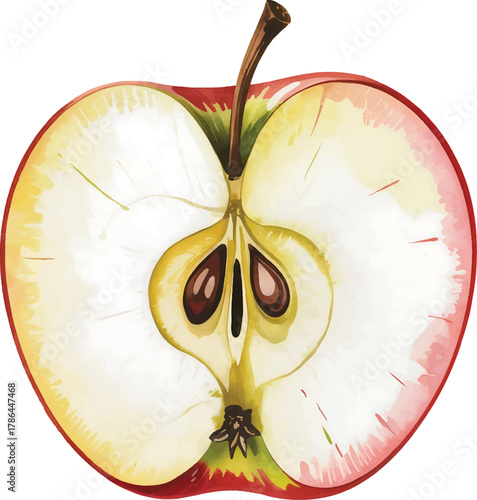 red apple with visible core seeds and stem Cross section