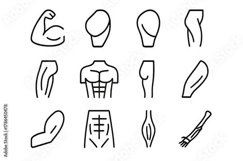 Human Musculature Icons. Human musculature. Line icon set of human musculature: biceps, triceps, deltoid, quadriceps, hamstring, pectoral, calf muscle,