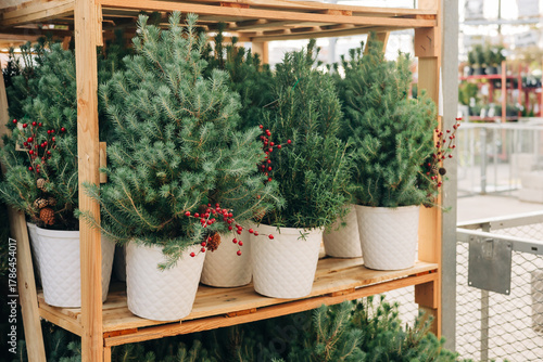 Festive small pine trees with red berries in white pots displayed in a garden center during winter season