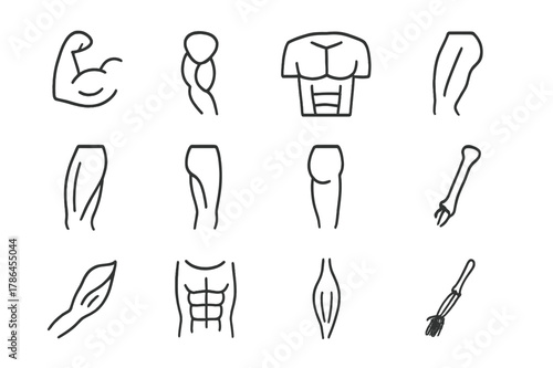Fitness Anatomy Icons. Fitness anatomy. Line icon set of fitness anatomy: biceps, triceps, deltoid, pectoral, quadriceps, hamstring, calf muscle, gluteus,