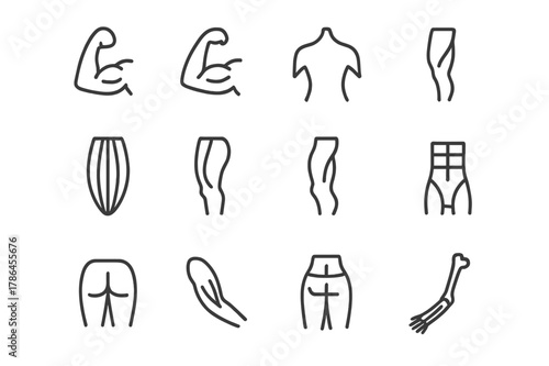 Skeletal Muscle Icons. Skeletal muscles. Line icon set of skeletal muscles: biceps, triceps, deltoid, pectoral, quadriceps, hamstring, calf muscle, gluteus,