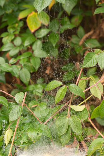 Gossamer Cobwebs on Green Leaves wild blackberry leaves