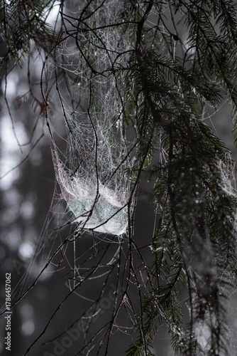 Ethereal Cobwebs on Spruce Branches in a Misty Forest