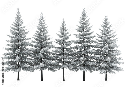 Multiple diverse evergreen pine and spruce trees, varying in height and shape, with detailed snow-dusted foliage, on a transparent background with copy space, studio lit. Concept of winter botanical
