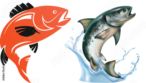 fish on a white background