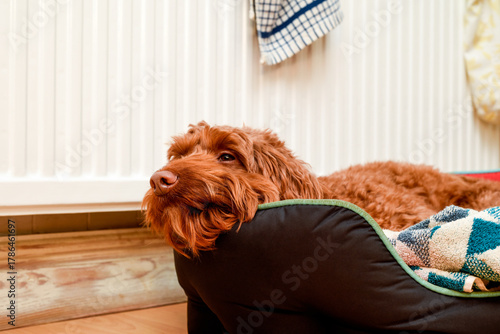 Pet dog resting at home in a pet bed where it sleeps inside the house