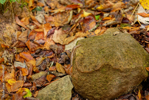 Slug crawling down a rock
