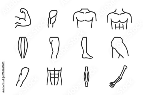Muscle Anatomy Icons. Muscle anatomy study. Line icon set of muscle anatomy study: biceps, triceps, deltoid, pectoral, quadriceps, hamstring, calf muscle,