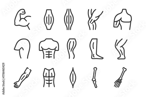 Muscle Structure Icons. Muscle structure. Line icon set of muscle structure: biceps, triceps, quadriceps, hamstring, deltoid, pectoral, calf muscle, gluteus,