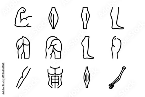 Muscle Structure Icons. Muscle structure. Line icon set of muscle structure: biceps, triceps, quadriceps, hamstring, deltoid, pectoral, calf muscle, gluteus,