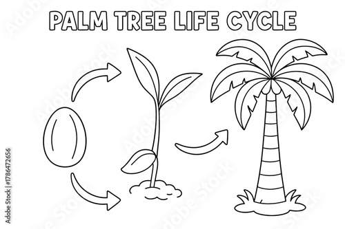 Palm Tree Growth Stages. Palm tree life cycle children?s coloring book illustration, outlined drawing, three simple stages showing a seed, sprout,