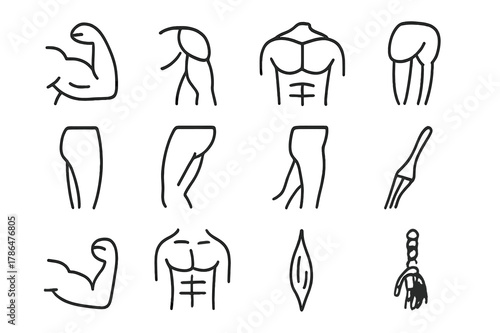 Fitness Anatomy Icons. Fitness anatomy. Line icon set of fitness anatomy: biceps, triceps, deltoid, pectoral, quadriceps, hamstring, calf muscle, gluteus,