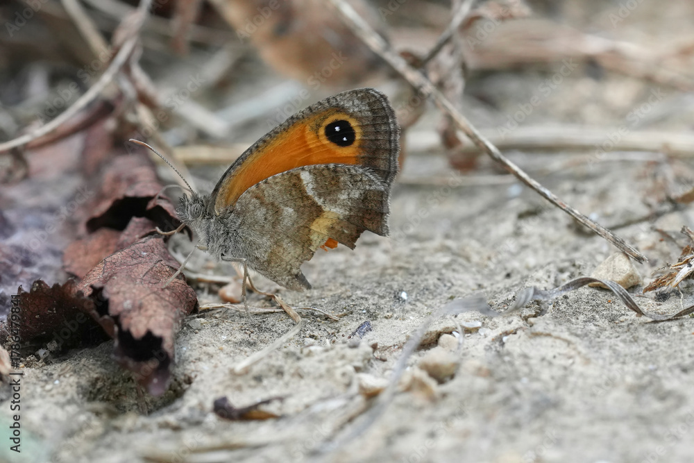Fototapeta premium A damaged Southern Gatekeeper, Pyronia cecilia resting on the ground in Gard, France