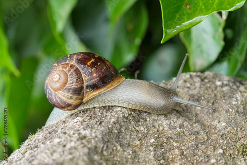 Closeup on a garden snail , Cornu aspersum gliding on a stone
