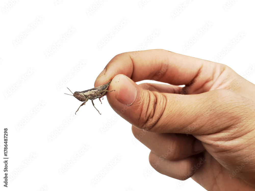 Obraz premium Holding a grasshopper in hand, isolated on a PNG background.