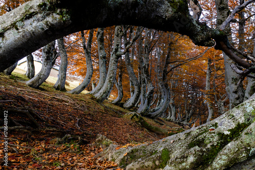 Framed detail of the unique beech forest, Bosco dei Faggi Torti, Monti della Laga, Abruzzo, Italy
