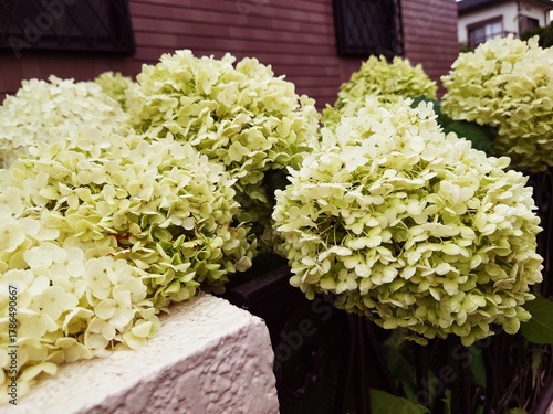 美しいアジサイの花