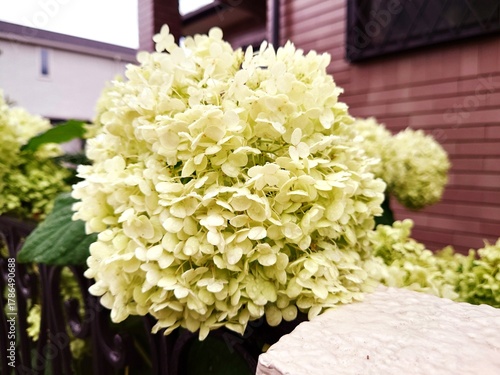 美しいアジサイの花