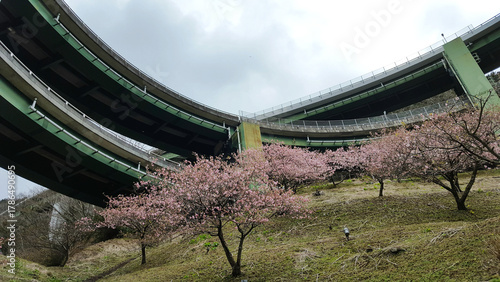 美しいループ橋と桜