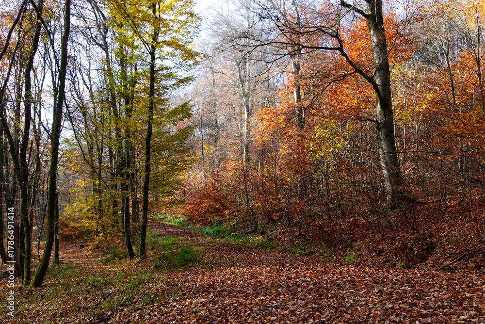 Obraz premium Colorful autumn forest trail with sunlight on the Weiselberg rou