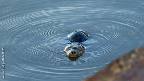Ein sonniger Herbsttag im Nordseeheilbad Dangast mit Seehund