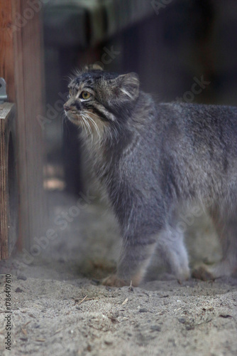 A cute manul stands on the sand with a surprised look