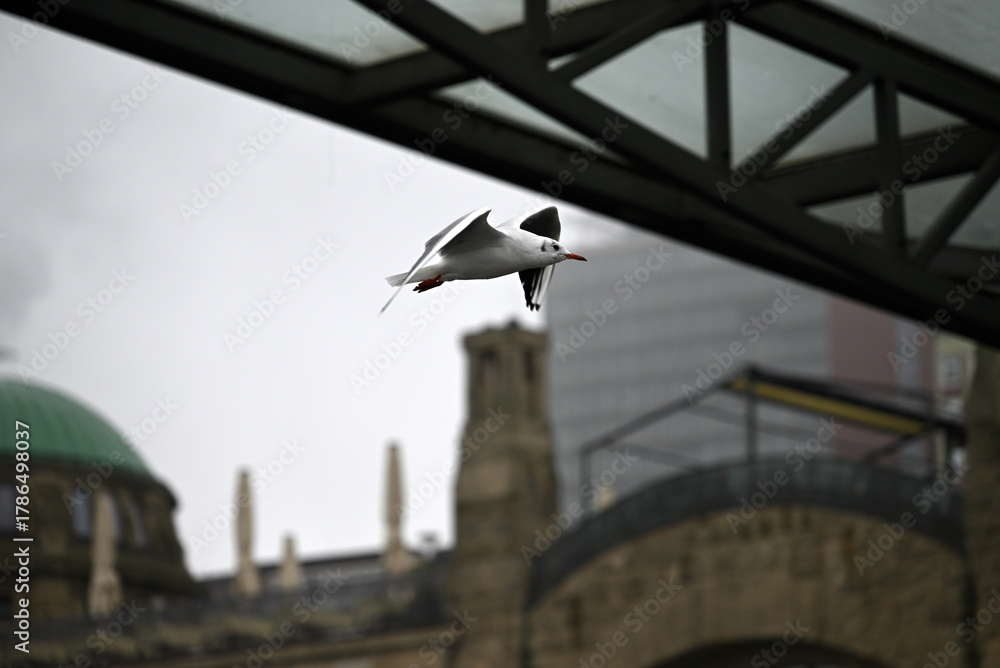 Obraz premium Posing Seagull at Hamburg Harbor on a foggy day. Showing and presenting. Shouting. Looking at camera.