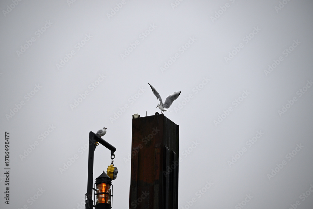 Naklejka premium Posing Seagull at Hamburg Harbor on a foggy day. Showing and presenting. Shouting. Looking at camera.