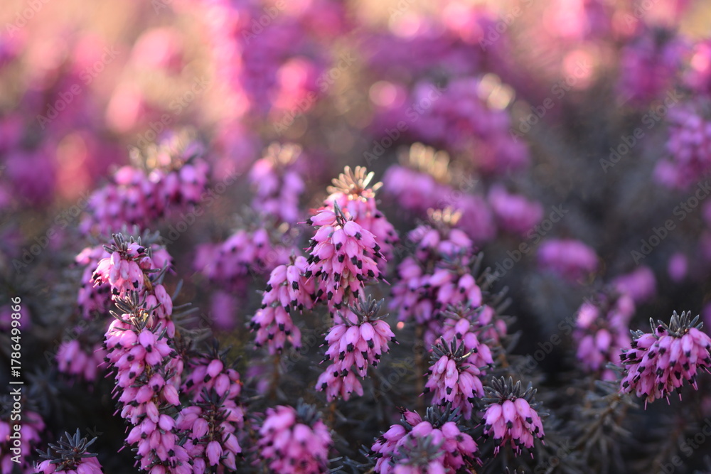 Obraz premium Erica pink flowers blooming closeup, erica flowers on bokeh background. Erica flower macro. 