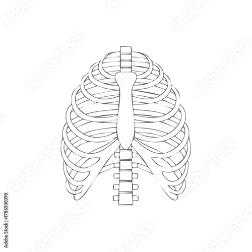 Human Rib Cage Anatomy Outline Skeleton Illustration Medical Art