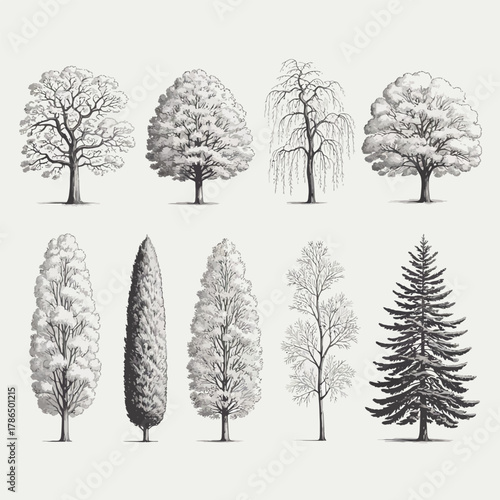 Monochrome botanical tree illustrations of various species set