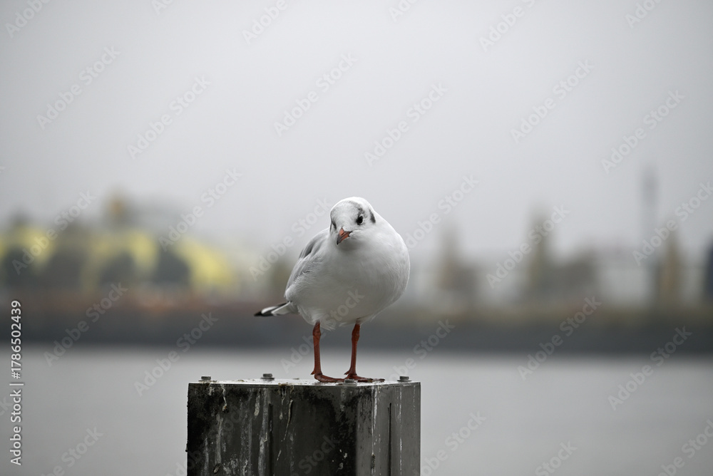 Obraz premium Posing Seagull at Hamburg Harbor on a foggy day. Showing and presenting. Shouting. Looking at camera.